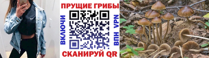 Псилоцибиновые грибы Psilocybine cubensis  где можно купить наркотик  Ахтубинск 